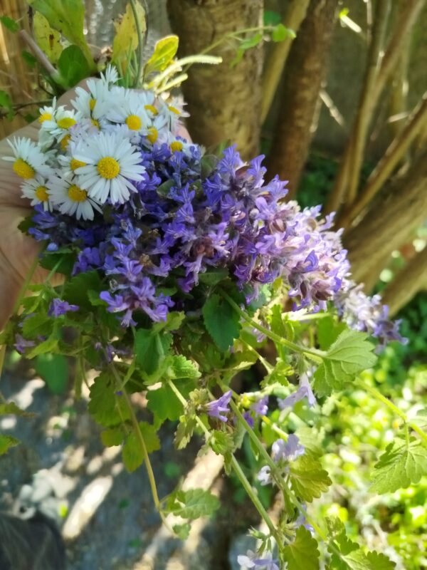 Kräuterwanderung Region Bremgarten – Mit der Natur im Einklang