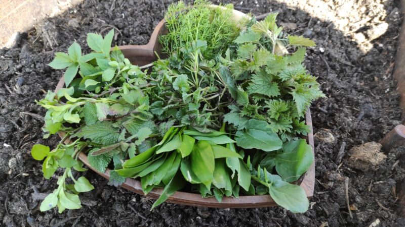 Kräuterwanderung Region Chläggi SH – Mit der Natur im Einklang